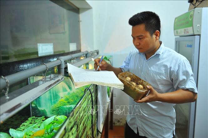 Trong ảnh: Anh Đỗ Thanh Hào, Giám đốc Trung tâm bảo tồn rùa Cúc Phương, kiểm tra trứng rùa và theo dõi qua sổ ghi chép. Ảnh: Minh Đức - TTXVN