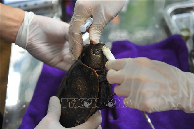 Trong ảnh: Cán bộ trung tâm bảo tồn rùa Cúc Phương khám chữa bệnh cho rùa theo định kỳ. Ảnh: Minh Đức - TTXVN