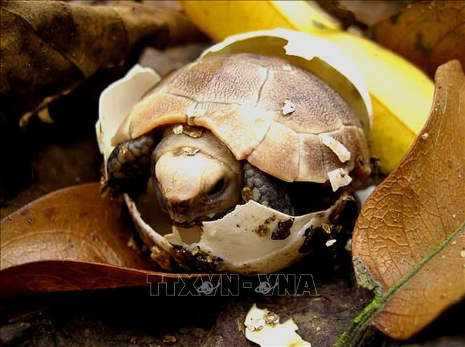 Trong ảnh: Các cá thể rùa con được sinh ra tại Trung tâm bảo tồn rùa Cúc Phương. Ảnh: Minh Đức - TTXVN