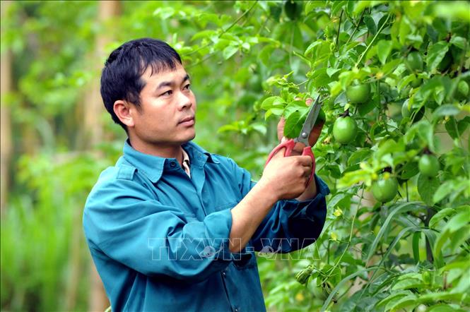 Trong ảnh: Anh Lò Văn Chơ, Trưởng bản Cả Vai, xã Mường É, huyện Thuận Châu, tỉnh Sơn La. Ảnh: Quang Quyết - TTXVN