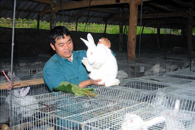 Trong ảnh: Anh Lò Văn Chơ kiểm tra đàn thỏ giống của gia đình. Ảnh: Quang Quyết - TTXVN