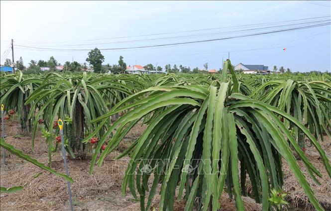 Trong ảnh: Với hơn 85% diện tích đất nông nghiệp trồng cây thanh long, những con đường chính đến đường trong thôn xóm đều phủ màu xanh mướt của cây thanh long hay màu đỏ rực của trái mỗi độ thu hoạch. Ảnh: Đức Hạnh - TTXVN 