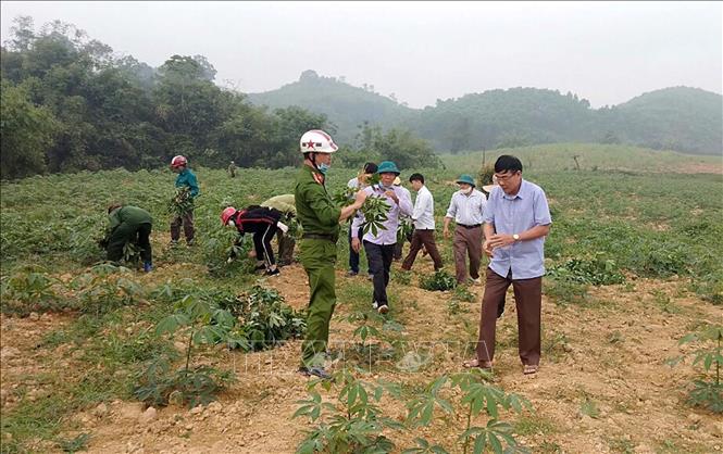 Trong ảnh: Người dân huyện miền núi Như Xuân, tỉnh Thanh Hóa dùng các biện pháp nhổ bỏ, tiêu hủy cây nhiễm bệnh khảm lá sắn, trồng lại, trồng dặm lại sắn hoặc chuyển sang cây trồng khác. Ảnh: Nguyễn Nam-TTXVN