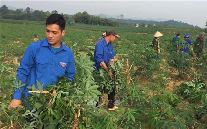 Trong ảnh: Đoàn viên, thanh niên huyện miền núi Như Xuân, tỉnh Thanh Hóa  giúp người dân nhổ bỏ, tiêu hủy cây nhiễm bệnh khảm lá sắn. Ảnh: Nguyễn Nam-TTXVN