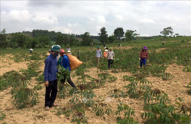 Trong ảnh: Người dân huyện miền núi Như Xuân, tỉnh Thanh Hóa dùng các biện pháp nhổ bỏ, tiêu hủy cây nhiễm bệnh khảm lá sắn, trồng lại, trồng dặm lại sắn hoặc chuyển sang cây trồng khác. Ảnh: Nguyễn Nam-TTXVN