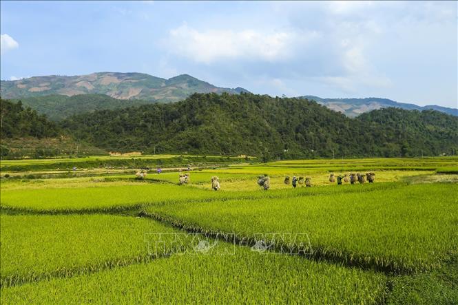 Trong ảnh: Những cánh đồng rộng lớn hứa hẹn một mùa bội thu. Ảnh: Phan Tuấn Anh - TTXVN