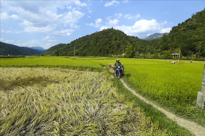 Trong ảnh: Những cánh đồng rộng lớn hứa hẹn một mùa bội thu. Ảnh: Phan Tuấn Anh - TTXVN