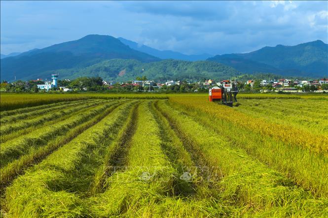 Trong ảnh: Lòng chảo Mường Thanh nổi tiếng với cánh đồng rộng lớn (ảnh tư liệu). Ảnh: Phan Tuấn Anh - TTXVN 