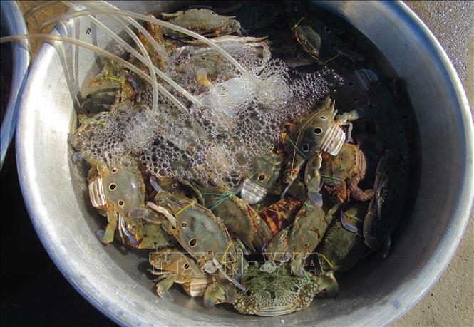 Trong ảnh: Ghẹ sống được bán ở chợ Nại. Ảnh: Nguyễn Thành – TTXVN