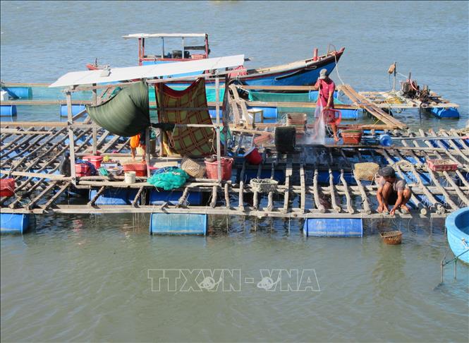 Trong ảnh: Mô hình lồng bè nuôi hàu đang được phát triển ở Đầm Nại. Ảnh: Nguyễn Thành – TTXVN