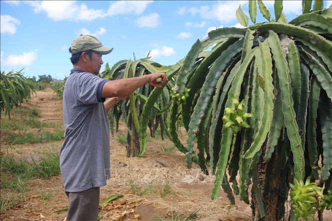 Trong ảnh: Vườn thanh long của gia đình ông Nguyễn Kim Luân, ấp Trang Hoàng, xã Bông Trang đang cho ra trái trái vụ, nhưng luôn trong tình trạng thiếu nước trầm trọng. Ảnh: Hoàng Nhị - TTXVN