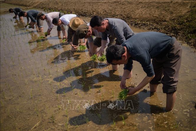 Trong ảnh: Nông dân trồng lúa trên cánh đồng ở tỉnh Chongsan-ri, Triều Tiên. Ảnh: AFP/TTXVN