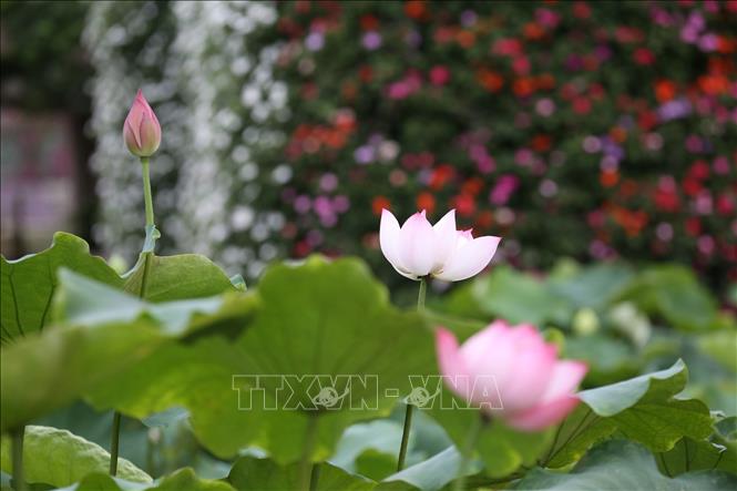 Trong ảnh: Vào hạ cũng là mùa sen nở tô điểm cho Hà Nội đẹp thơm ngát, dịu dàng và tinh khiết. Ảnh: Anh Tuấn - TTXVN