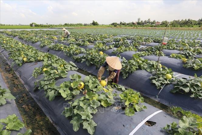 Trong ảnh: Chuyển đổi cơ cấu cây trồng, tăng năng suất, chất lượng, hiệu quả ở thôn Giang Châu, xã Đại Thắng, huyện Tiên Lãng. Vũ Sinh – TTXVN