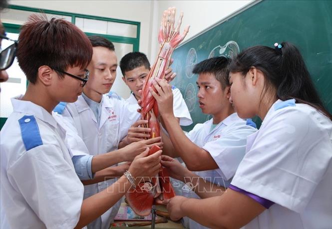 Trong ảnh: Sinh viên năm thứ nhất, Trường Đại học Y Dược Hải Phòng, thực hành cách lắp ghép trên mô hình. Ảnh: Quý Trung - TTXVN