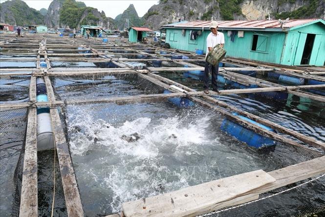 Trong ảnh: Phát triển nuôi trồng, chế biển thuỷ hải sản là một thế mạnh trong phát triển kinh tế biển của Hải Phòng. Ảnh: Vũ Sinh –TTXVN
