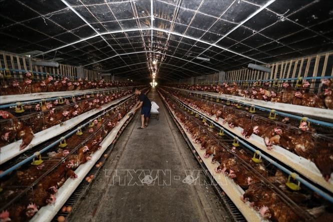 Trong ảnh: Phát triển chăn nuôi gia cầm quy mô trang trại góp phần quan trọng trong xây dựng nông thôn mới ở Hải Phòng. Ảnh: Vũ Sinh –TTXVN