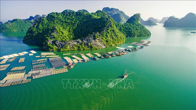 Trong ảnh: Nuôi cá lồng bè trên Vịnh Gia Luận - Cát Bà tạo cảnh quan đẹp thu hút du khách khi thưởng ngoạn du lịch biển đảo của Hải Phòng. Ảnh: Trọng Đạt - TTXVN