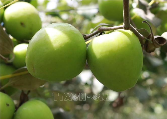 Trong ảnh: Giống táo mới TN - 05 có đặc điểm trái to, ăn giòn, vị ngọt thanh, độ brix có thể đạt đến 15%. Ảnh: Nguyễn Thành - TTXVN