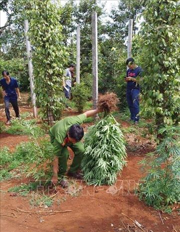 Trong ảnh: Cây cần sa trồng trái phép bị thu giữ trong vườn nhà ông Hoàng Đình Huy. Ảnh: TTXVN phát