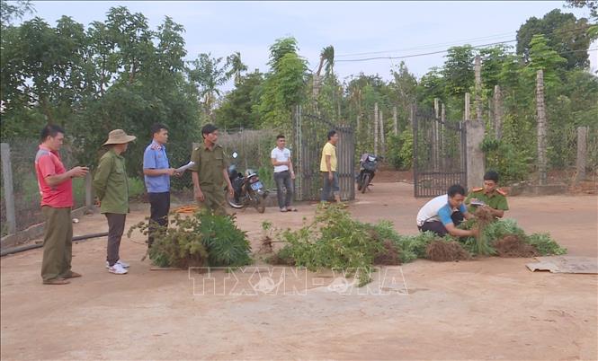 Trong ảnh: Lực lượng chức năng kiểm đếm số cây cần sa trồng trái phép trong vườn nhà bà Bùi Thị Kim Loan. Ảnh: TTXVN phát