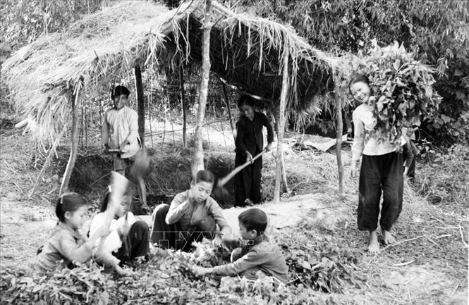 Trong ảnh: Thiếu nhi Hợp tác xã Tiến Thành, huyện Đại Từ (Thái Nguyên) tổ chức làm hố phân thập thể; đi mót, thu nhặt lúa rơi vãi đổi cho gia đình lấy thóc tốt bán cho Nhà nước để có thêm lương thực giúp đỡ đồng bào miền Nam bị bão lụt (12/1964). Ảnh: Văn Bảng - TTXVN