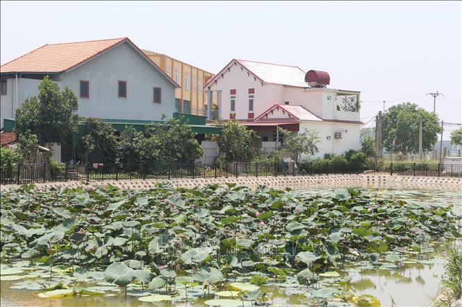 Trong ảnh: Xã Kim Liên đã cải tạo 6ha ao hồ để trồng Sen tạo điểm nhấn văn hóa du lịch cho địa phương. Ảnh: Bích Huệ - TTXVN