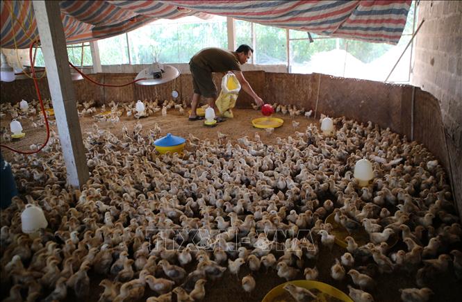 Mô hình chăn nuôi gà thả vườn Cho thu nhập ổn định  Tạp chí Chăn nuôi  Việt Nam