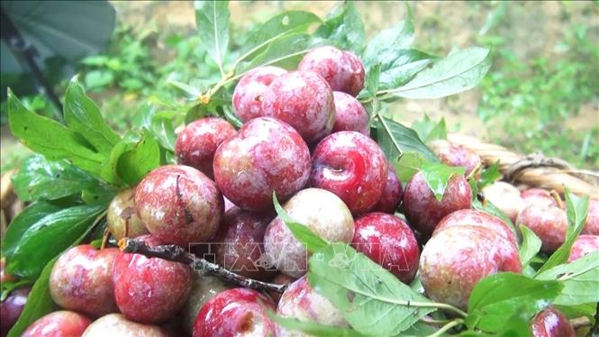 Trong ảnh: “mận máu” tại xã Chiến Phố, huyện Hoàng Su Phì  (Hà Giang). Ảnh: Nguyễn Chiến-TTXVN