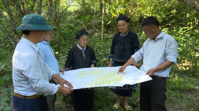 Trong ảnh: Bà Tải Thị Seo (áo nâu bên phải) và chị Tải Thị Chúm (áo nâu bên trái) cùng cán bộ Phòng Nông Nghiệp huyện Hoàng Su phì (Hà Giang) xem bản đồ quy hoạch vùng trồng “mận máu”. Ảnh: Nguyễn Chiến-TTXVN