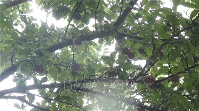 Trong ảnh: Mận đỏ được trồng tại xã Chiến Phố, huyện Hoàng Su Phì  (Hà Giang). Ảnh: Nguyễn Chiến.