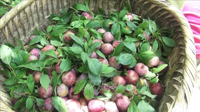 Trong ảnh: Mận thu hoạch tại xã Chiến Phố, huyện Hoàng Su Phì  (Hà Giang). Ảnh: Nguyễn Chiến-TTXVN