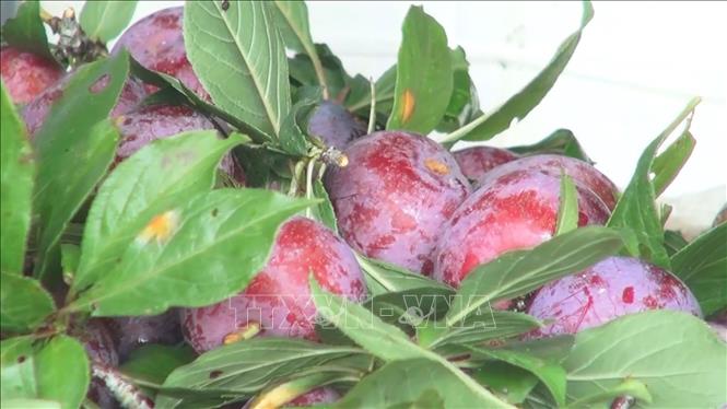 Trong ảnh: Giống mận đỏ Hoàng Su Phì (Hà Giang). Ảnh: Nguyễn Chiến-TTXVN