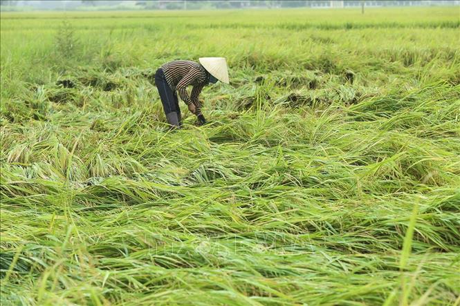 Trong ảnh: Người dân thu hoạch phần diện tích lúa bị gãy rụng, đổ rạp sau trận mưa đá. Ảnh: Phan Tuấn Anh - TTXVN