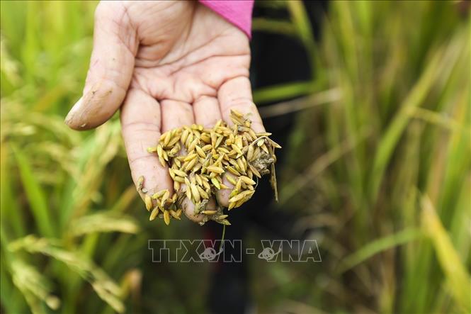Trong ảnh: Hạt lúa rơi rụng sau trận mưa đá. Ảnh: Phan Tuấn Anh - TTXVN