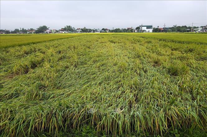 Trong ảnh: Nhiều diện tích lúa bị gãy rụng, đổ rạp sau trận mưa đá. Ảnh: Phan Tuấn Anh - TTXVN
