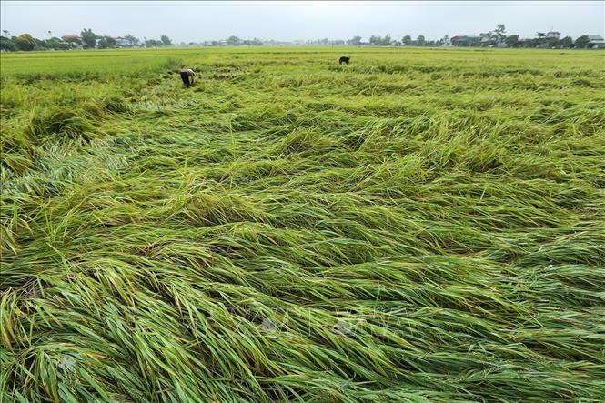 Trong ảnh: Người dân thu hoạch phần diện tích lúa bị gãy rụng, đổ rạp. Ảnh: Phan Tuấn Anh - TTXVN