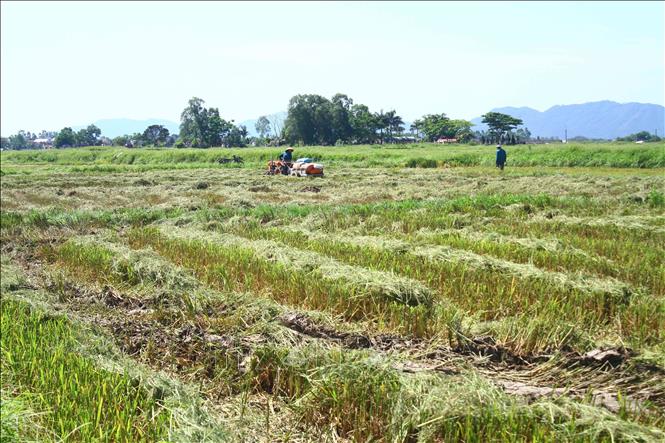 Trong ảnh: Hiện 50% diện tích lúa đã được bà con nông dân các địa phương trên địa bàn tỉnh Nghệ An đã thu hoạch xong. Ảnh: Tá Chuyên - TTXVN