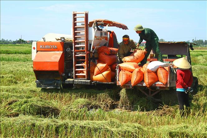 Trong ảnh: Bà con nông dân huyện Hưng Nguyên phấn khởi đưa lúa về sau thu hoạch. Ảnh: Tá Chuyên – TTXVN