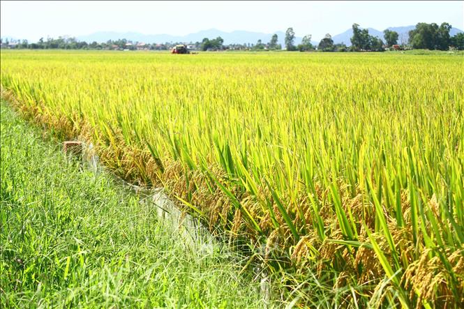 Trong ảnh: Những cánh đồng lúa chín rộ, trĩu bông tại huyện Hưng Nguyên (Nghệ An). Ảnh: Tá Chuyên – TTXVN