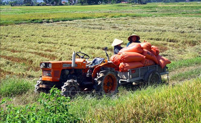 Trong ảnh: Bà con nông dân huyện Hưng Nguyên phấn khởi đưa lúa về sau thu hoạch. Ảnh: Tá Chuyên – TTXVN