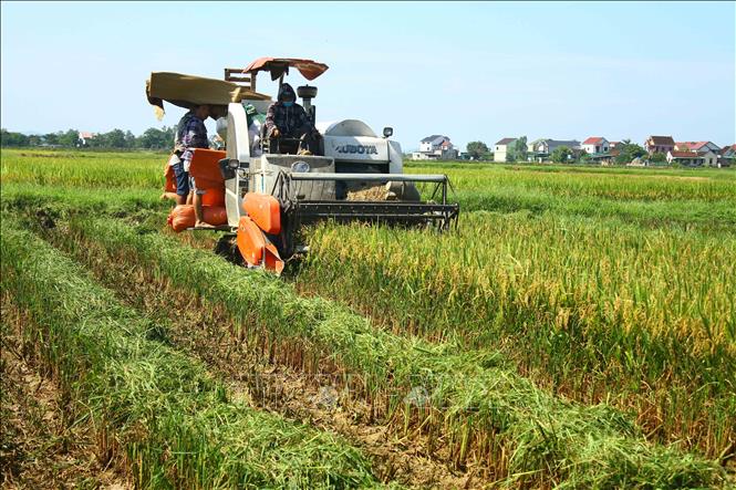 Trong ảnh: Do áp dụng cơ giới hóa, thu hoạch lúa chủ yếu bằng máy nên các ruộng lúa của bà con nông dân được thu hoạch rất nhanh chóng, thuận lợi. Ảnh: Tá Chuyên – TTXVN