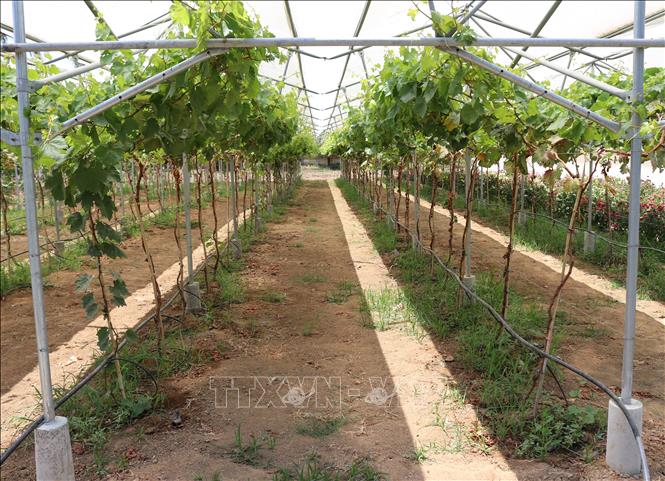 Trong ảnh: Mô hình trồng giống nho mới NH 01 – 152 tại Viện Nghiên cứu Bông và Phát triển nông nghiệp Nha Hố (huyện Ninh Sơn, Ninh Thuận). Ảnh: Nguyễn Thành – TTXVN