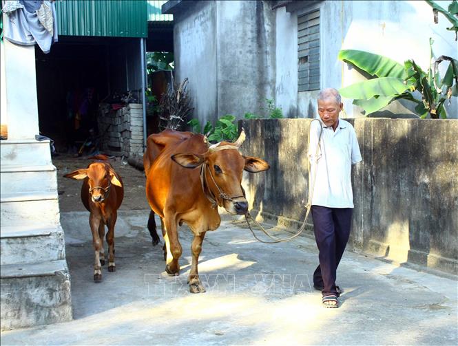 Trong ảnh: Lời Bác căn dặn, động viên là động lực để ông Hoa Xuân Tứ, vượt qua mọi khó khăn, vươn lên trong cuộc sống. Ảnh: Tá Chuyên - TTXVN 
