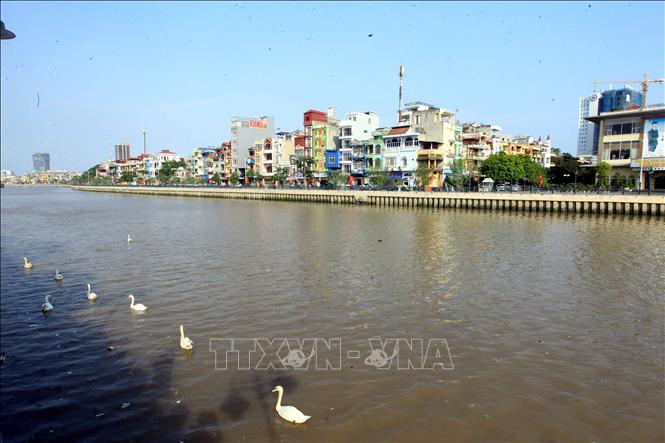 Trong ảnh: Đàn thiên nga mới được thả thêm trên dòng sông Tam Bạc. Ảnh: An Đăng - TTXVN