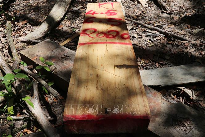Trong ảnh: Một khúc gỗ Pơ mu trên đường vận chuyển ra khỏi rừng bị lâm tặc bỏ lại khi phát hiện lực lượng quản lý bảo vệ rừng tuần tra. Ảnh: Tuấn Anh - TTXVN