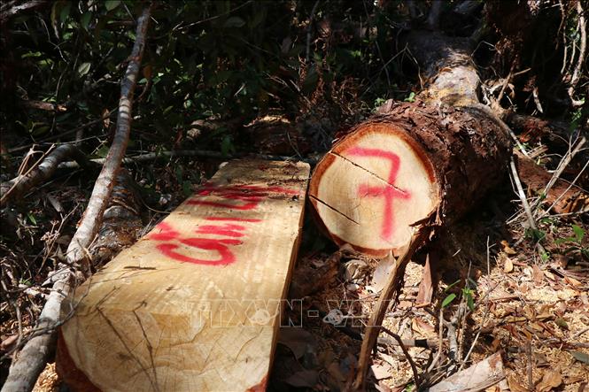 Trong ảnh: Hiện trường vụ phá rừng Pơ mu xảy ra vào tháng 4/2020 tại tiểu khu 1219, thuộc lâm phần quản lý của Công ty Trách nhiệm hữu hạn Một thành viên Lâm nghiệp Kông Bông. Ảnh: Tuấn Anh – TTXVN