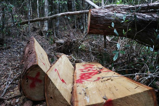 Trong ảnh: Hiện trường vụ phá rừng Pơ mu xảy ra vào tháng 4/2020 tại tiểu khu 1219, thuộc lâm phần quản lý của Công ty Trách nhiệm hữu hạn Một thành viên Lâm nghiệp Kông Bông. Ảnh: Tuấn Anh – TTXVN
