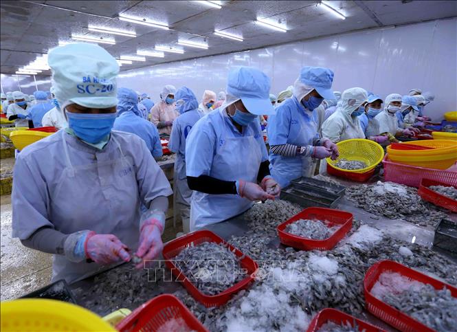 Photo: Producing shrimps for exports at the Ba Hai JSC in the southern province of Phu Yen. VNA Photo: Vũ Sinh