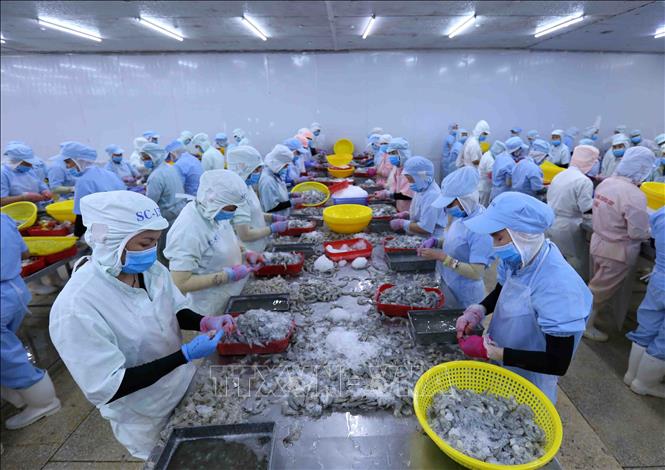 Photo: Producing shrimps for exports at the Ba Hai JSC in the south-central province of Phu Yen. VNA Photo: Vũ Sinh